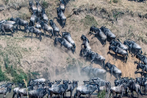 Best Of Kenya And Tanzania Migration
