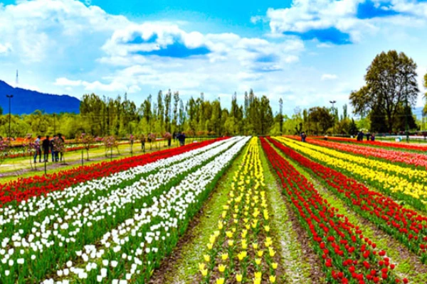 Exotic Kashmir With Gulmarg