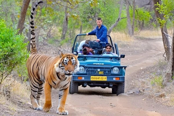 Golden Triangle with Ranthambore