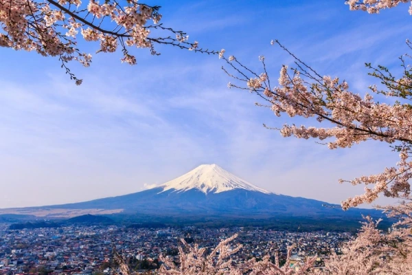 Japan With Korea – Cherry Blossom
