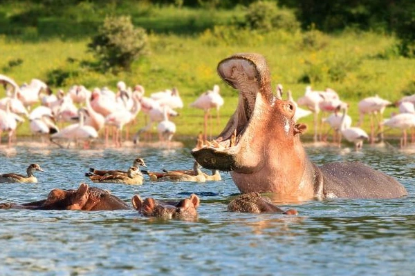 Kenyan Extravaganza Migration