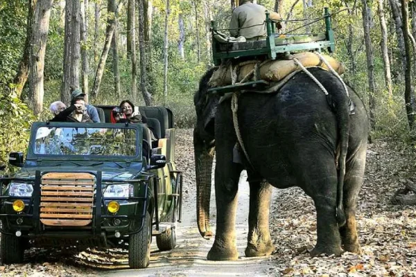 Wildlife Safari Special – Kanha Pench